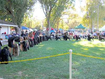 Best of Breed Ring 2011