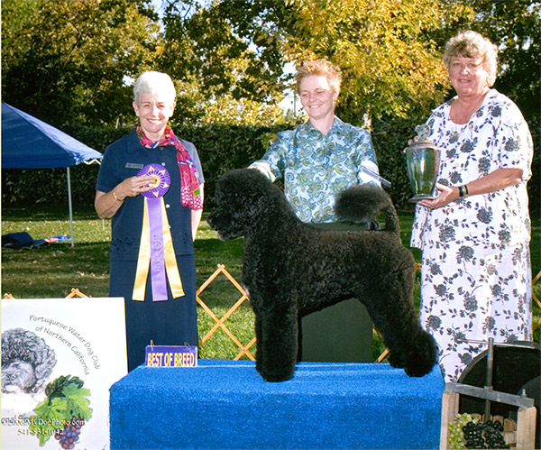 Best of Breed 2006